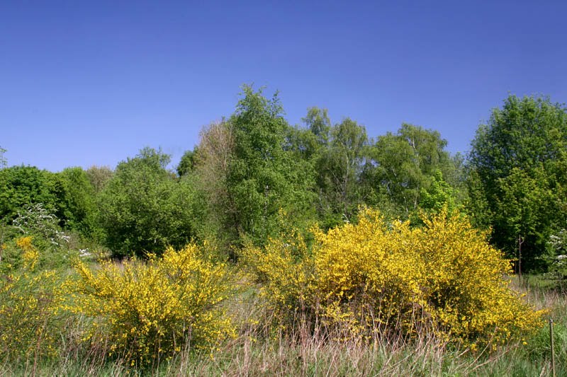 Geschützer Landschaftsteil in Überruhr (3) by Natur- und Umweltfotografie, G. Czepluch