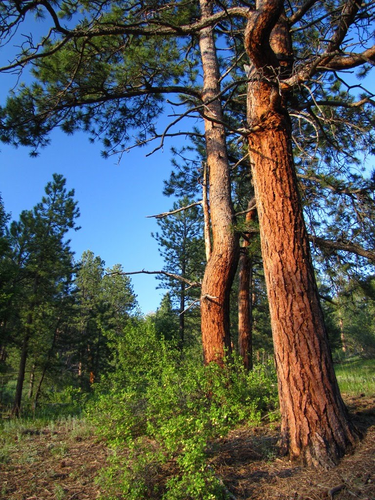 Lair O' the Bear by Wild Panoramic