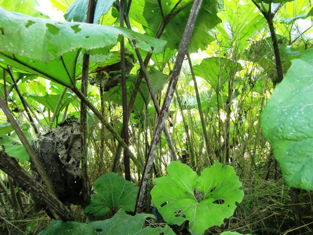 Petasites hybridus, groot hoefblad by Florentine Vermeiren