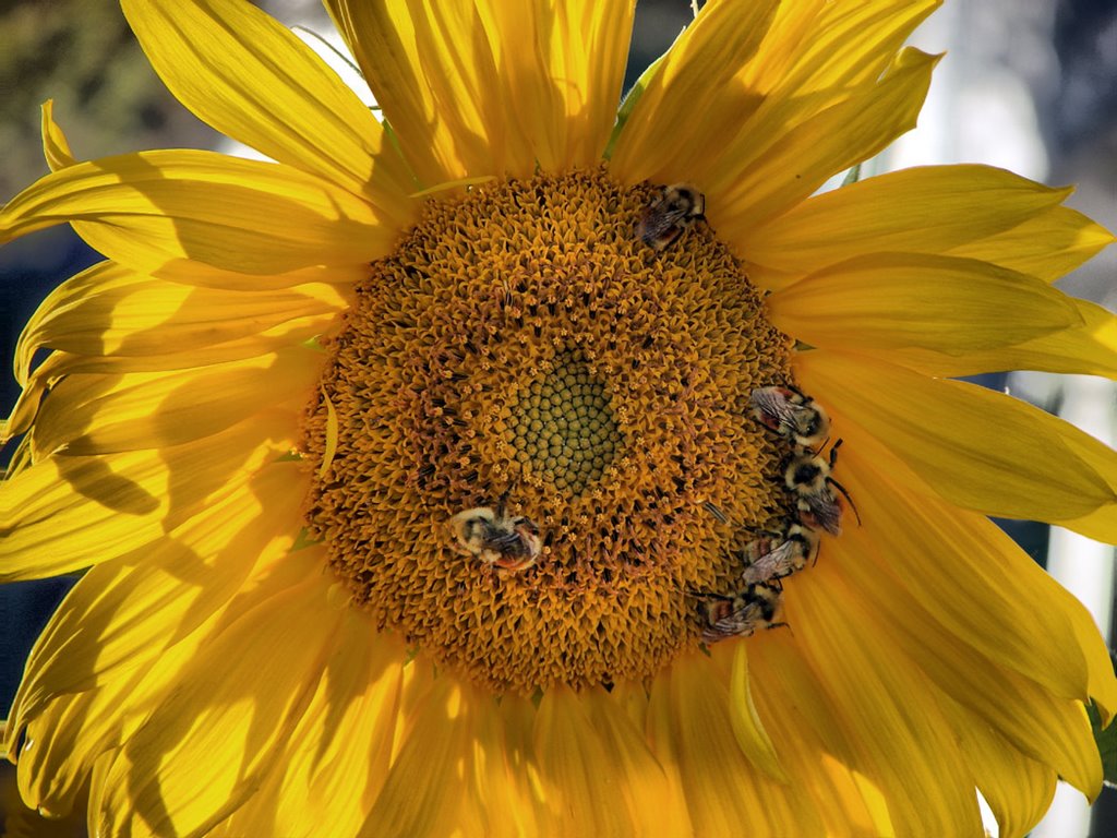 Huddled Bumblebees (Bombus rufocinctus) by walkaboutwest