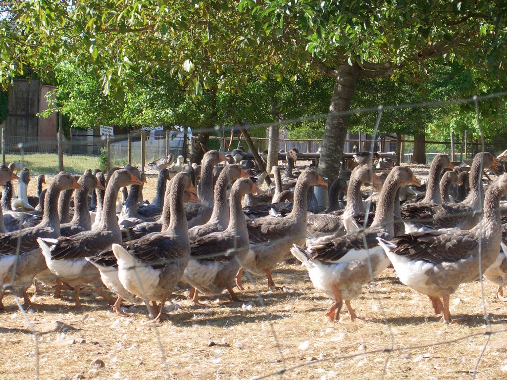 Ducks of Dordogne by petervanbruggen