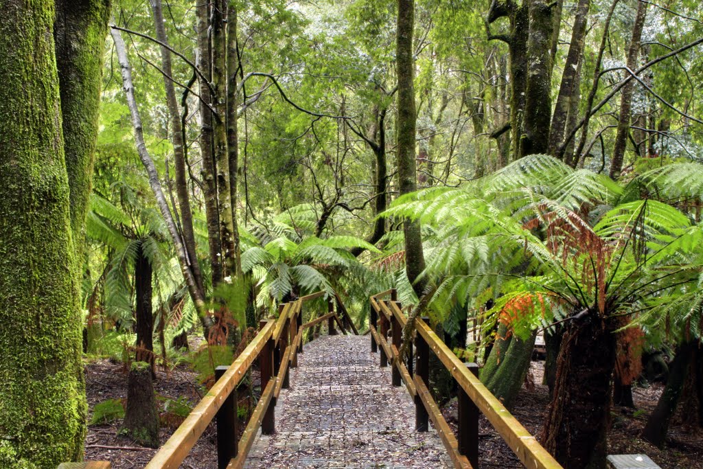 Penance Grove - Monga NP by Brian Shirtliff