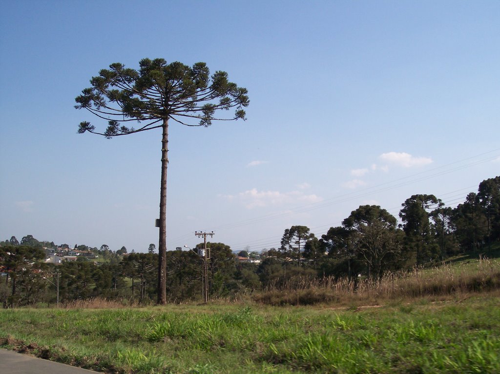 Pinheiro by Eber Beck