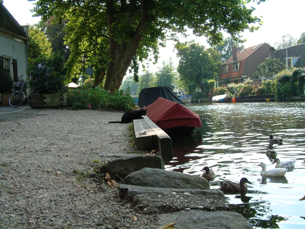 Ducks and cat by petervanbruggen