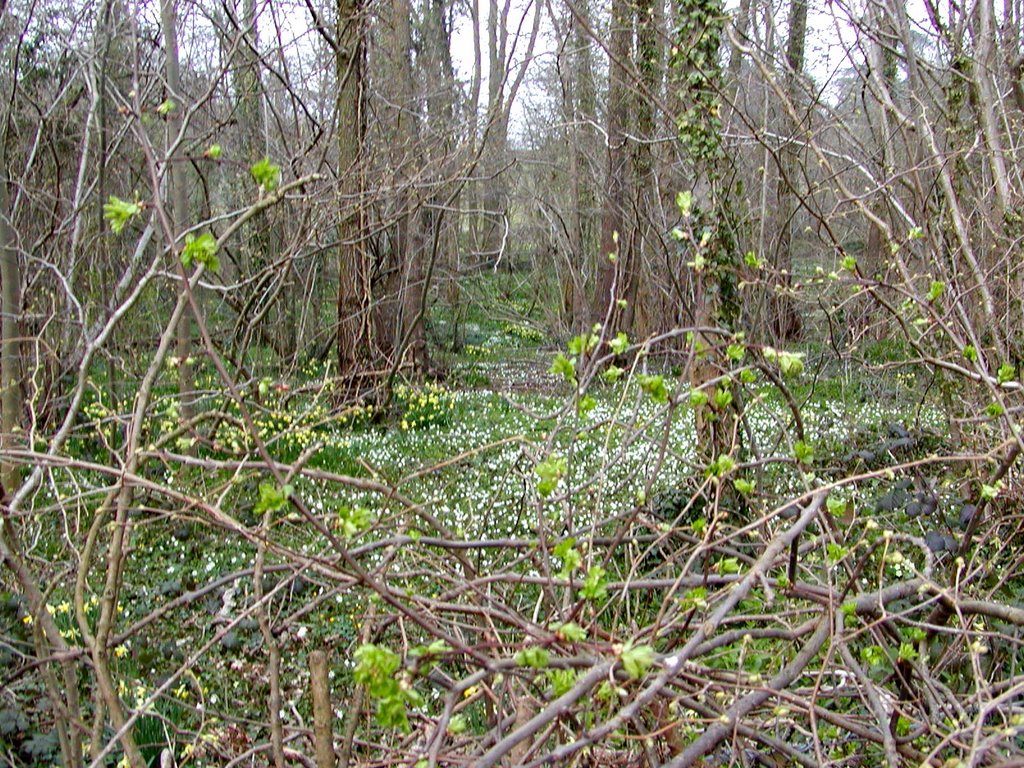 Wood Anemones in Cranham Woods by Aquatic Man