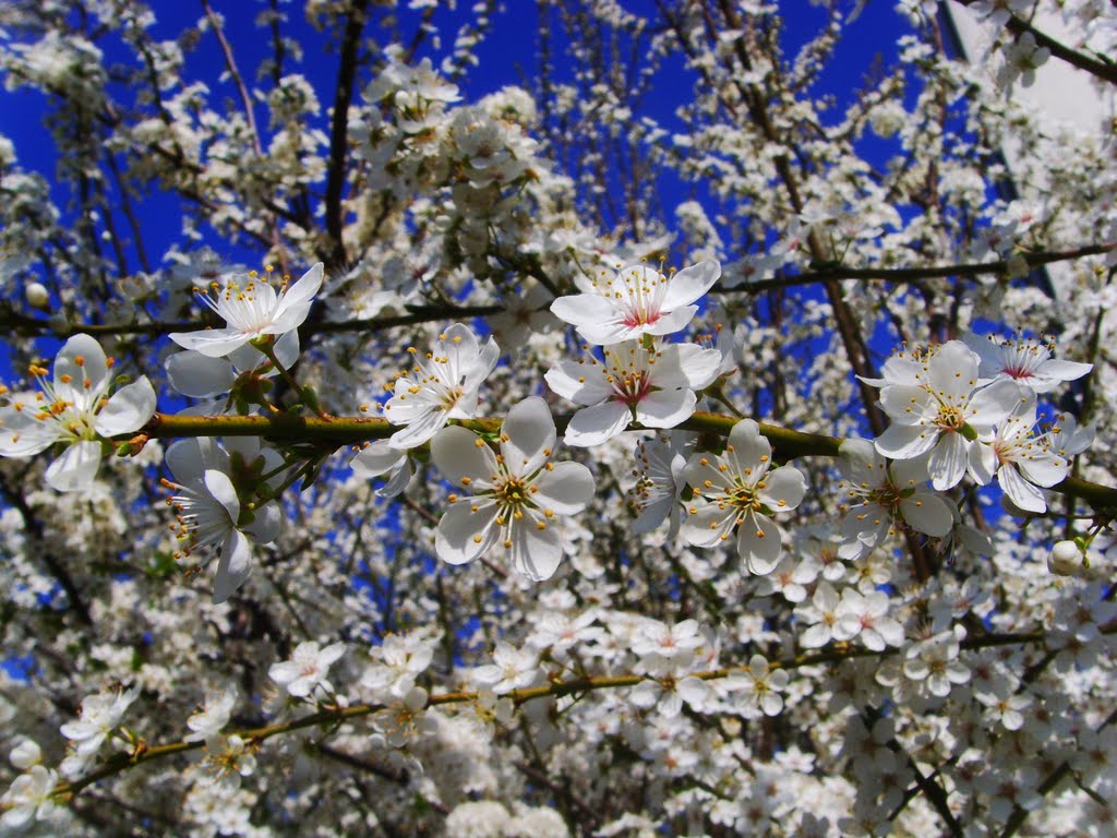 Pruno in fiore/ Flowering thornbush (24/03/2011) by esse est reminisci (SAVE PANORAMIO)