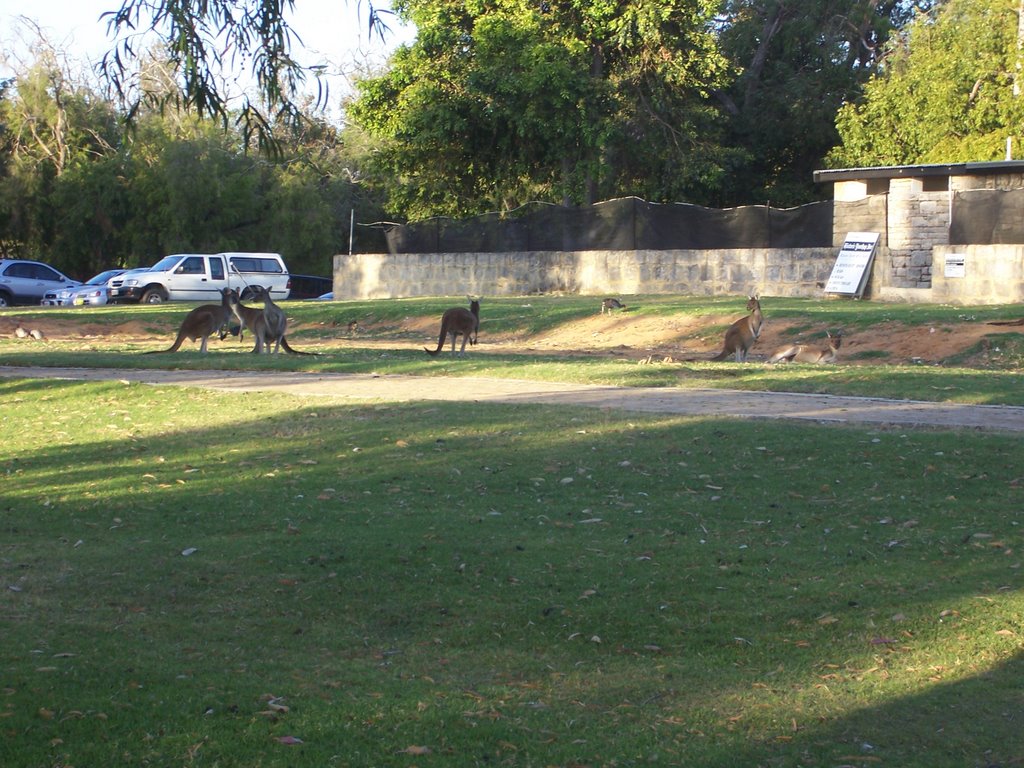 Kangaroos at Yanchep Inn by graemeandclare