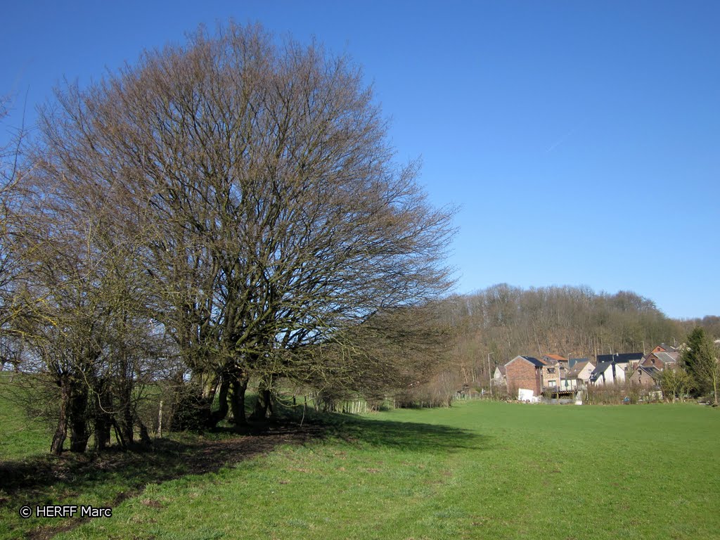 Micheroux: in den Wiesen - Kleine Halde by Wandern in Ostbelgien