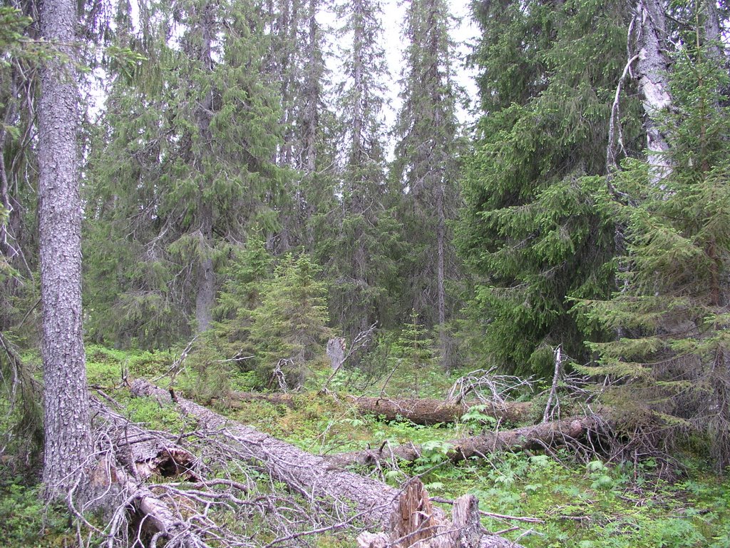 Uljabuouda unprotected old-growth forest by OlliM