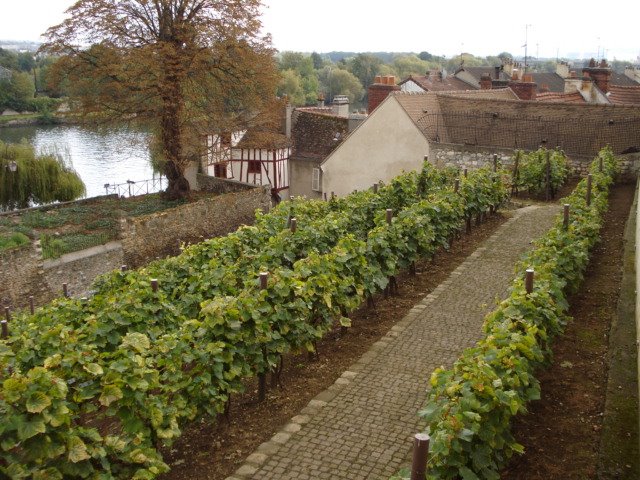 Vignes (petites) de Mantes by Ubqt 1