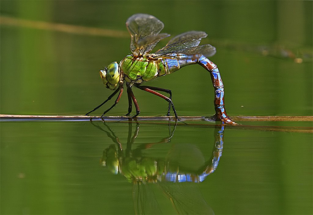 Dragonfly by Dóczi Tamás esküvőfo…