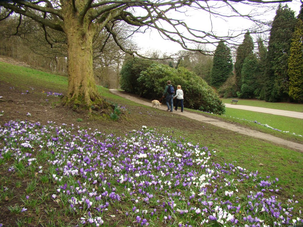 Crocus display, Bingham Park, Sheffield S11 by sixxsix