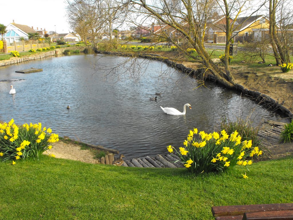 Pagham swan's, [Keith] by grassgrower