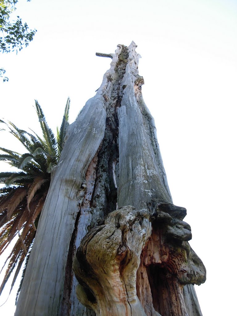 Old tree in Dubrovnik's University garden by gastony