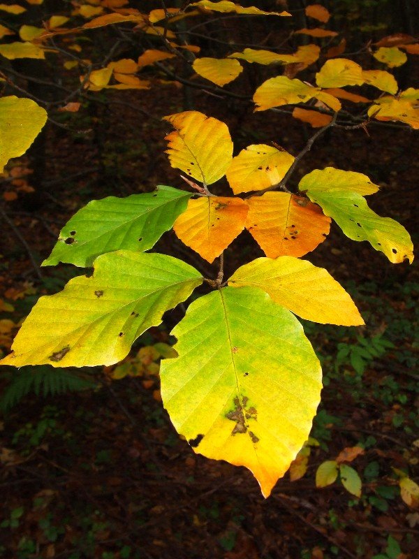 Colored leafs by © Kojak