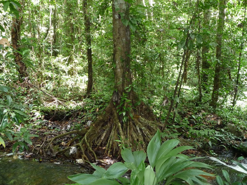 Cayenne - Guyane by otof2010