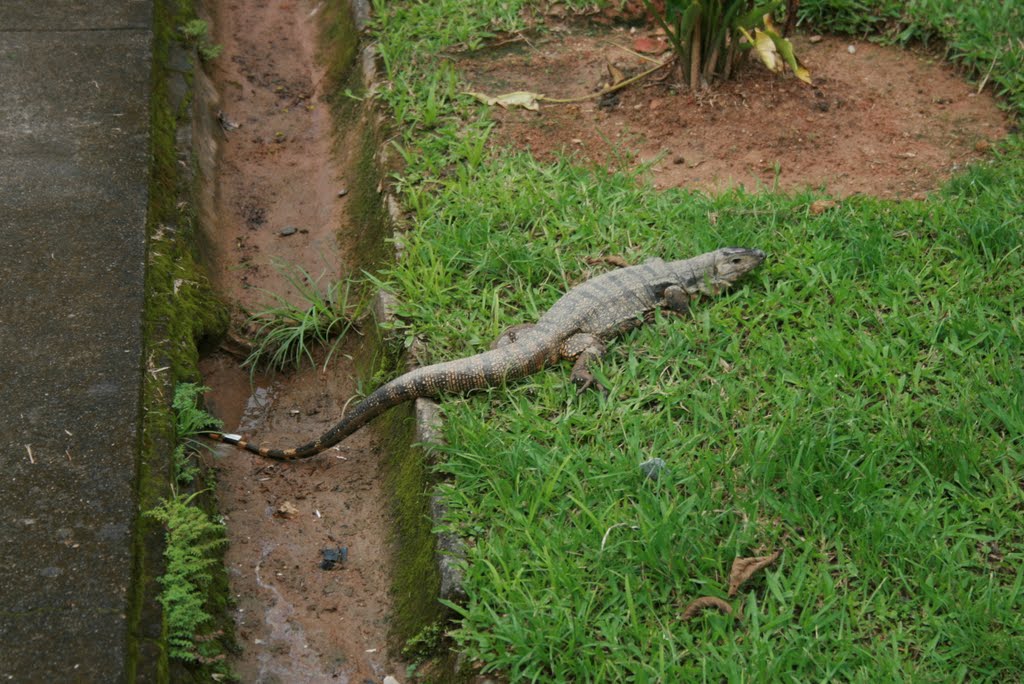 Lagarto - Águas Mornas Palace Hotel - Águas Mornas - Brasil by Cleverson Seguro