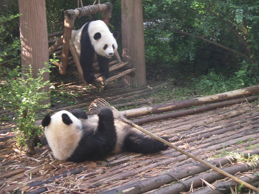 Lazy Panda's in Panda Breeding Centre by Remmert