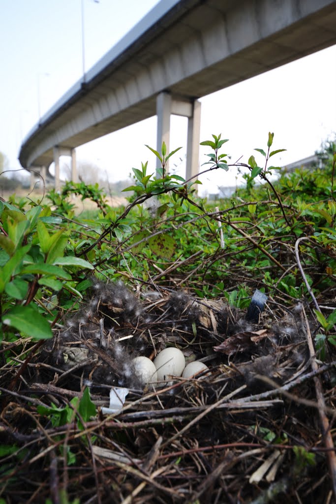 A home in the shade of the freeway by fat-freddies-cat