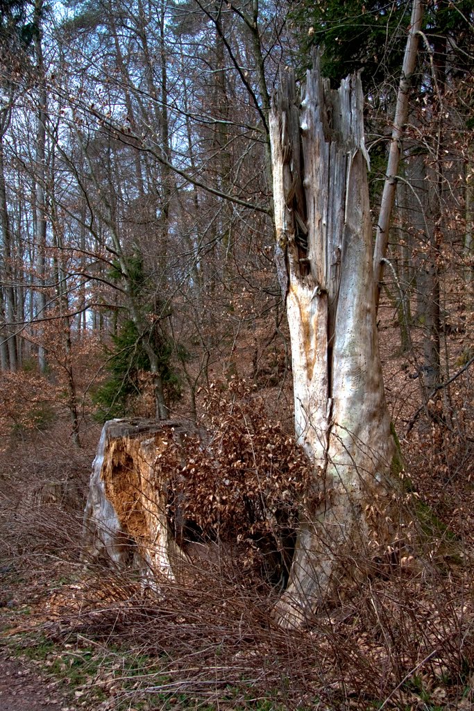 Mein Freund der Baum..... by WESO