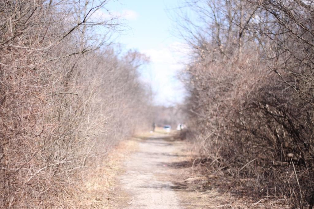 Bachelor's Grove Forest Preserve by keithyearman