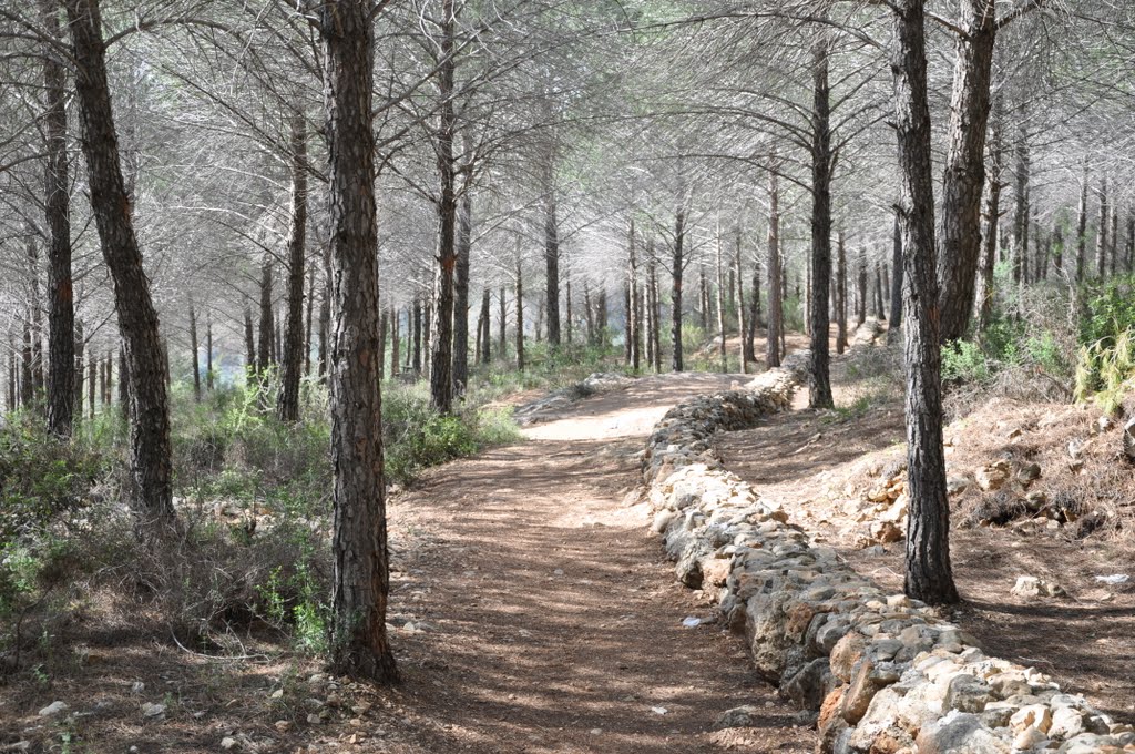 שביל הירידה לסטף השביל הכחול by oren rachamim