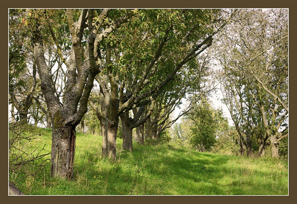 Obstbäume bei Wallrabenstein by fotomacher