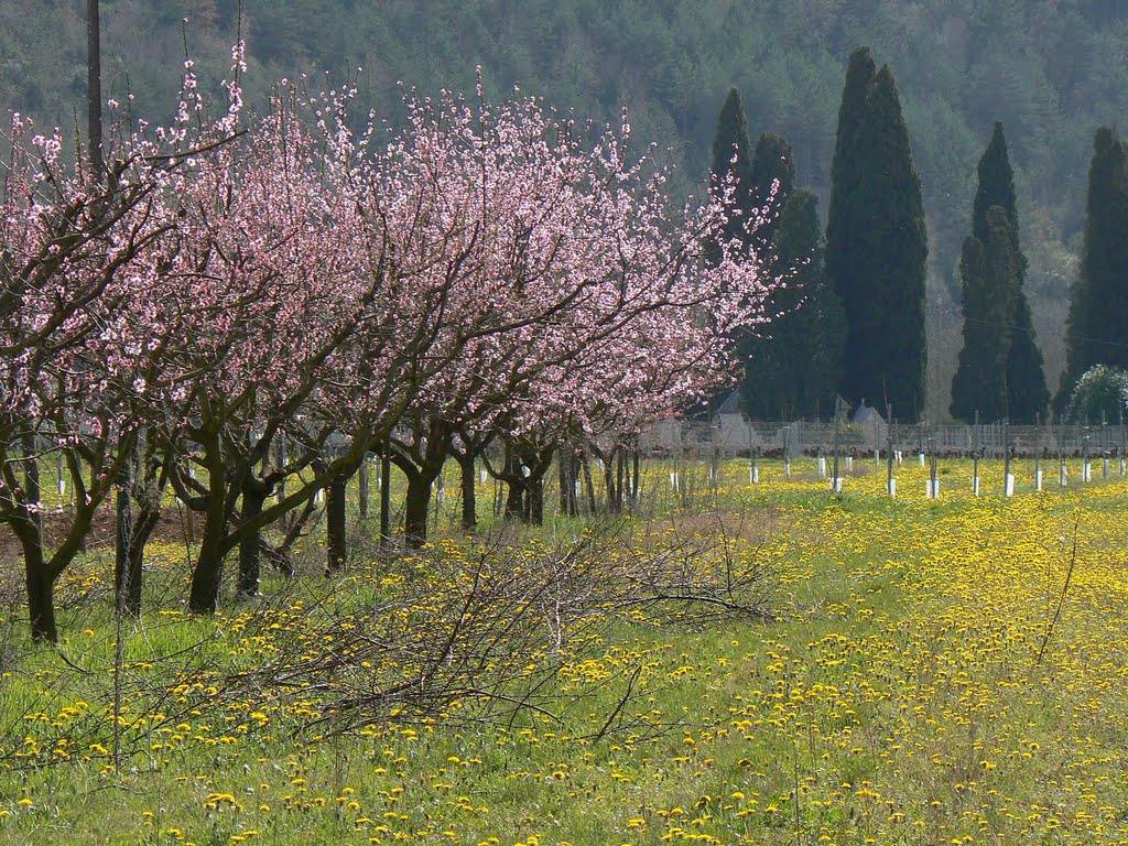 La signature du printemps by ggrbs