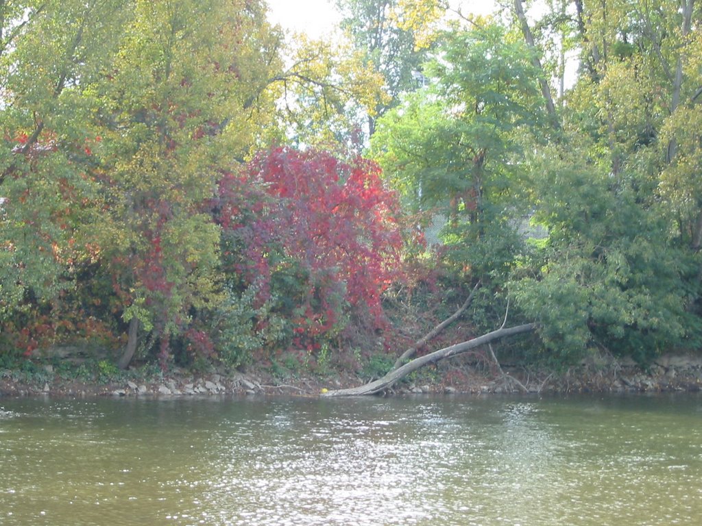 Tours - Des arbres sur les rives de l'île Aucard by Athanasius Clay