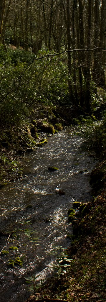 Stream at Scorton by Richard Black