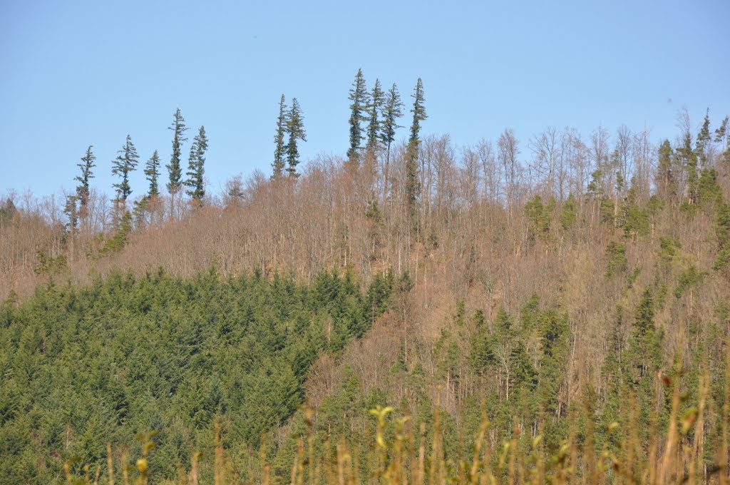 Les sapins qui dominent la vallée. by Beck Jean-Paul