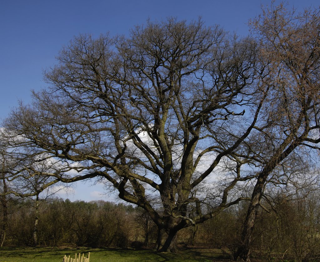 Naturdenkmal Eiche am Gut Winkhausen by Uwe Gehring