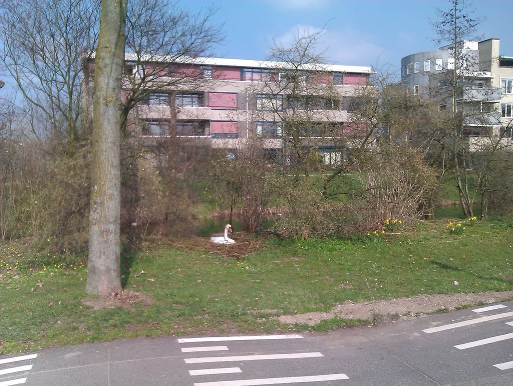 Broedende zwaan op het Imkerseind, Houten by David Jimmink