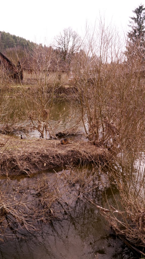 Ostrůvek s nutriemi by moudrasek