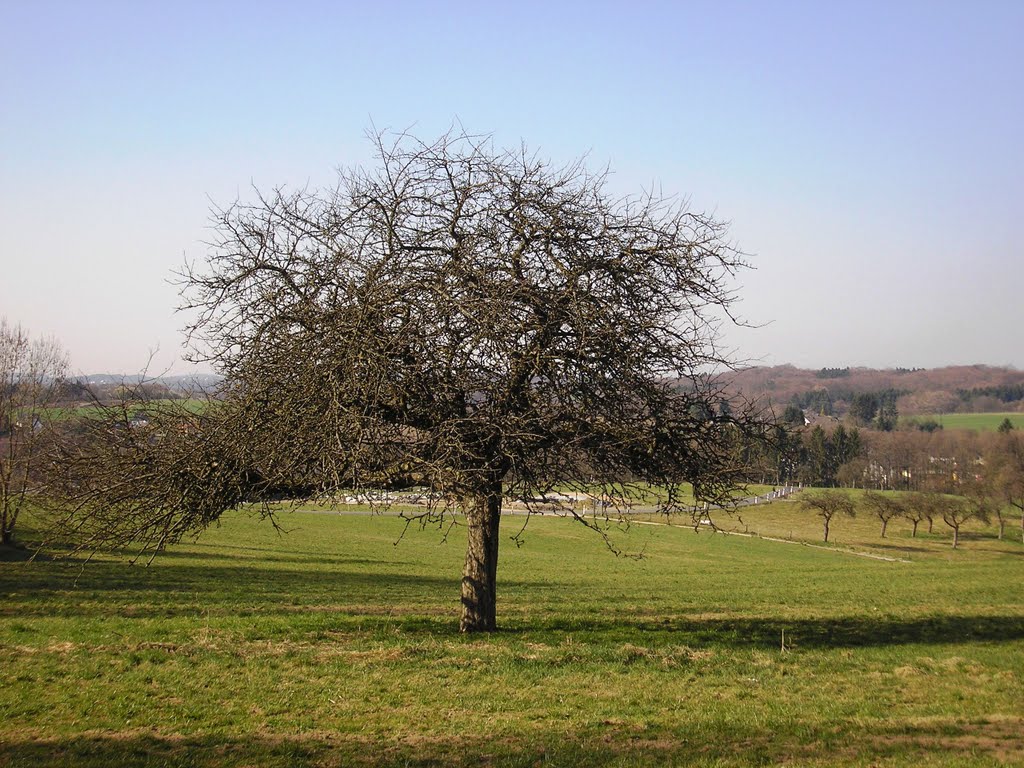 Very old apple tree in "Seelscheid", Germany. Alter Apfelbaum auf Fallobstwiese in Seelscheid, 28.03.2011 by © "Earth Views"