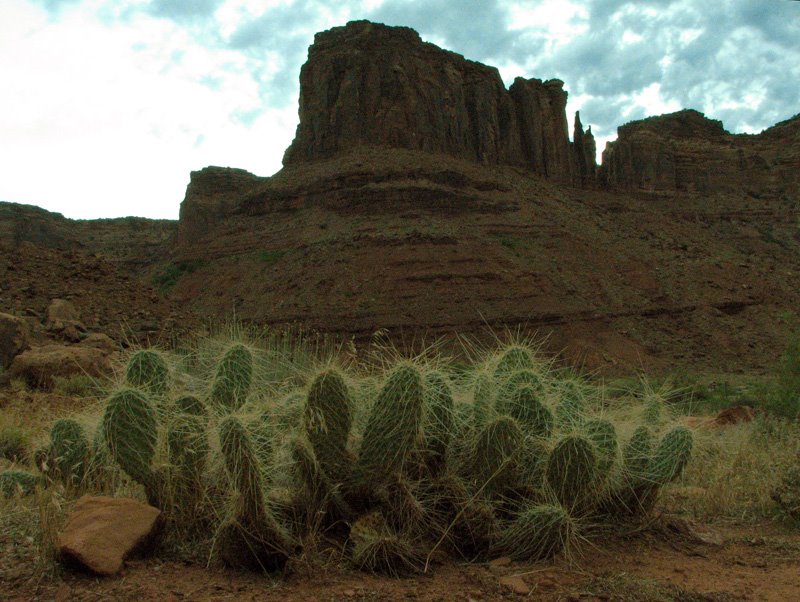 Cacti. by Mike Bond