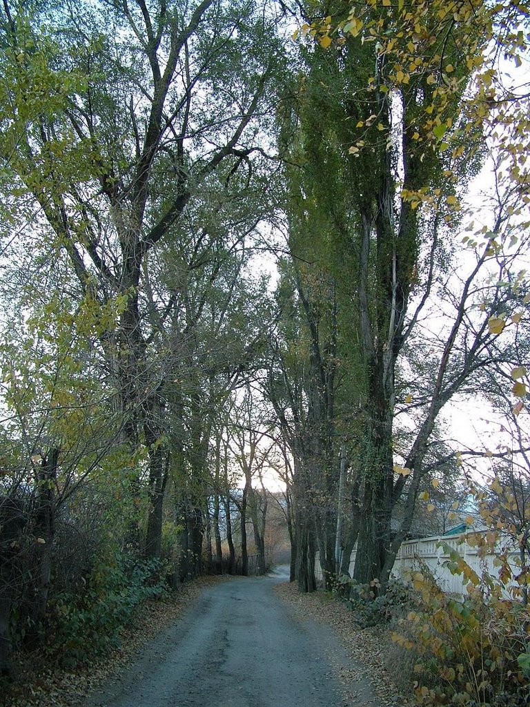 Typical quiet street in Almaty by taskazak