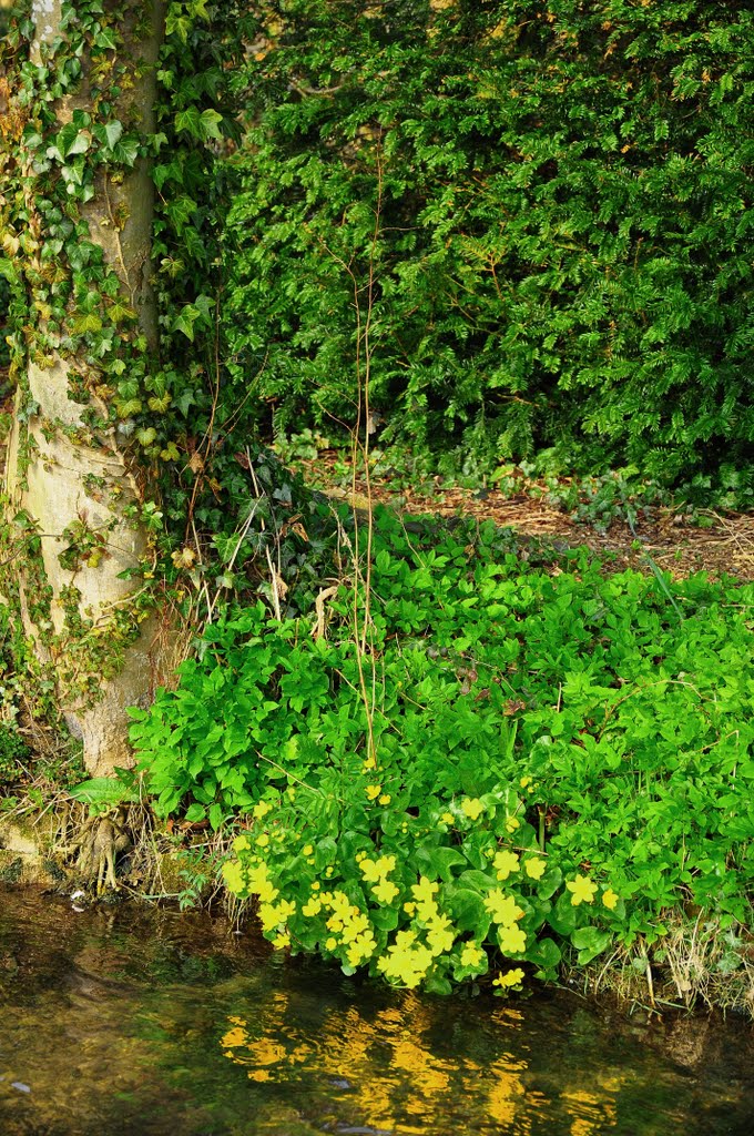 The Windrush River, Bourton-on-the- Water by DAVID ROBINS