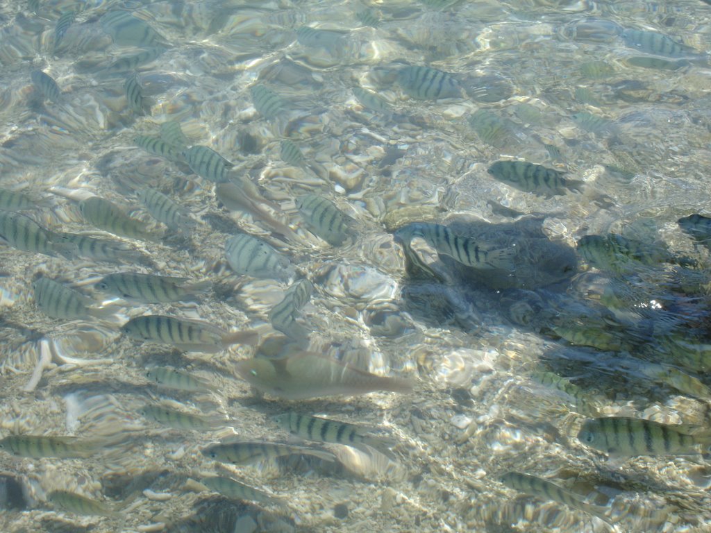 Lovers Cove Fish Feeding by Mark Read