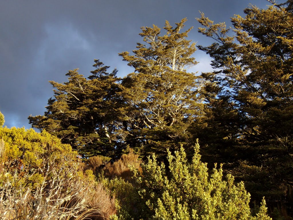 Black lighted forest near Whakapapa village, NP Tongariro by Tomas K☼h☼ut