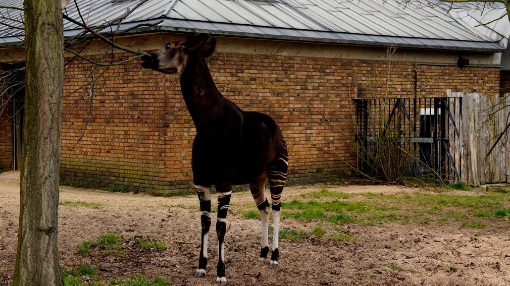 London Zoo - okapi by Paul HART