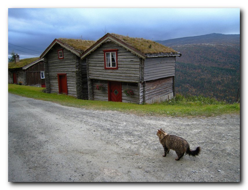 Lianes Gråura Norway. by Bjørn Fransgjerde