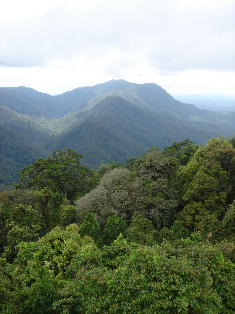 Dorrigo National Park by Thomas Höhne