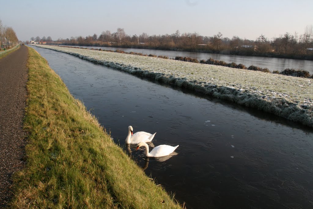 Swans together, Tienhoven-Stichtse Vaart by Carl030nl