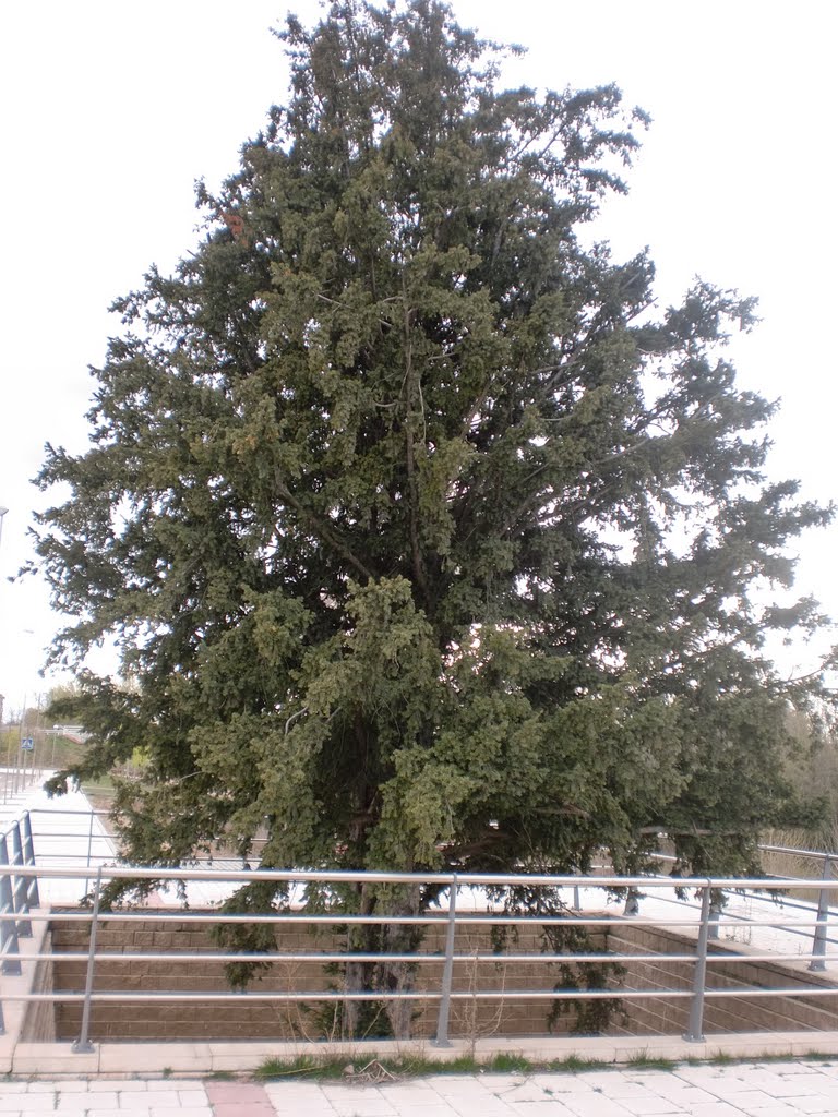 Árbol by Casitaspucela