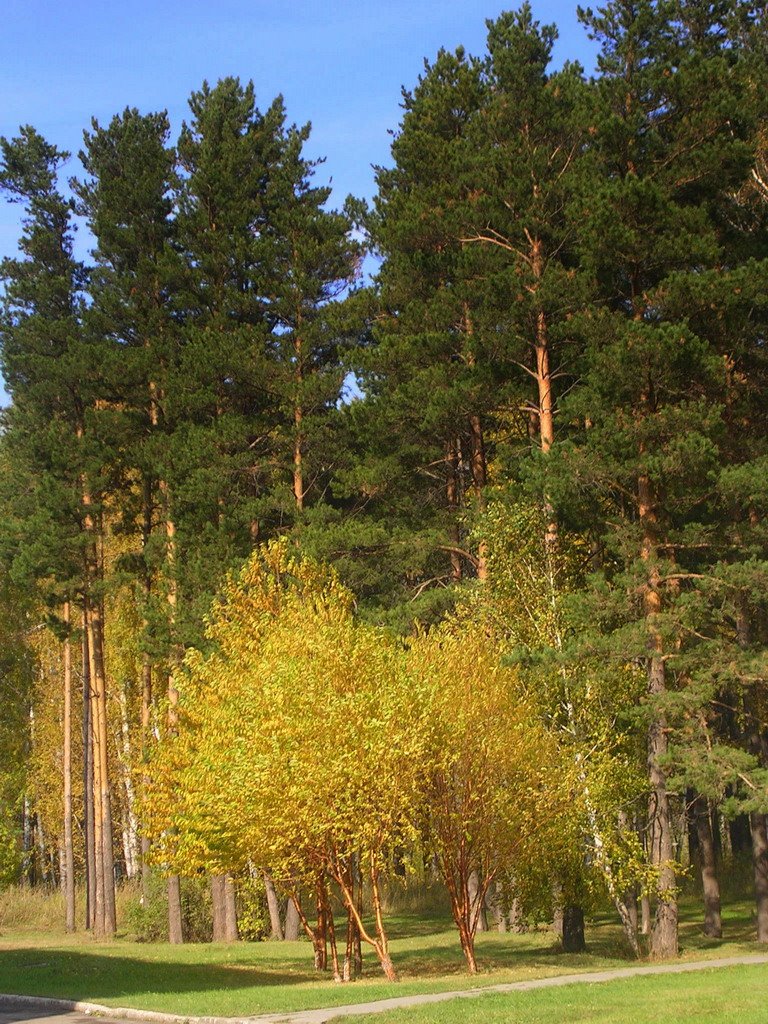 [Russia, Novosibirsk Region, Koltsovo, Autumn / Россия, Новосибирская область, Кольцово, Осень, Сквер у дома 27] by Vladimir Kharitonov