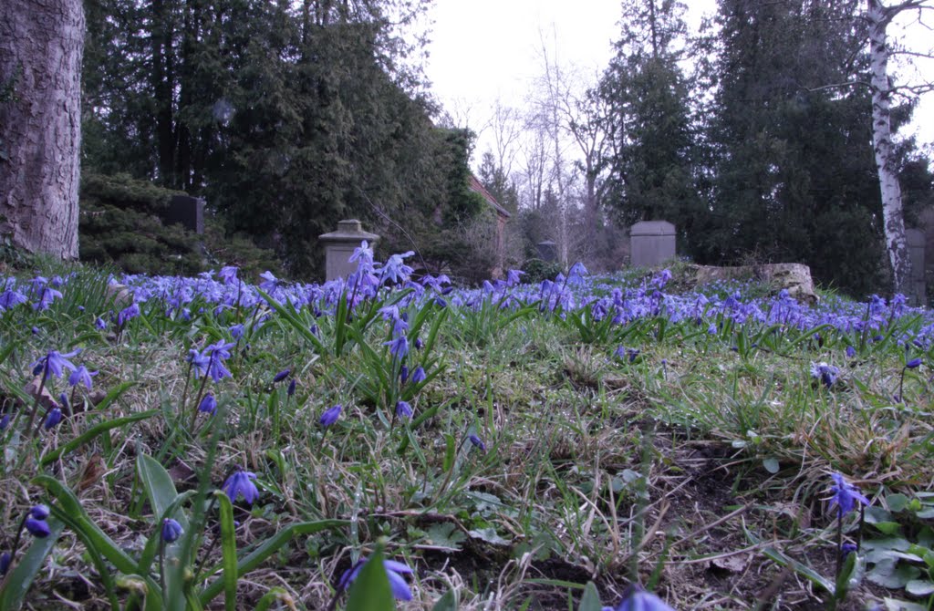 Scilla auf dem historischen Magdalenenfriedhof by Leo Reinke