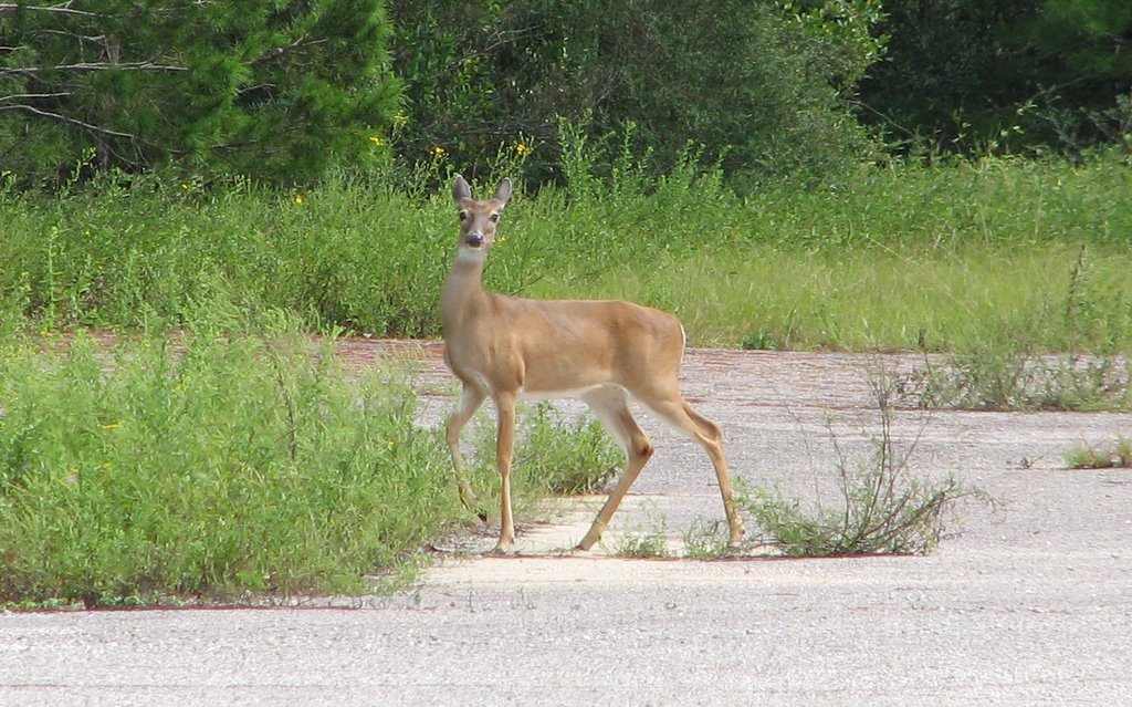 White Tailed Deer at Aux Field 4 by MstrGrinch