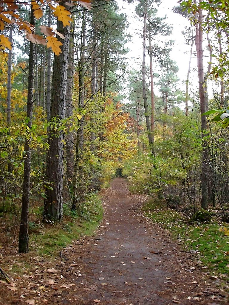 Netherlands, Forest "Spanderswoud" near Bussum, Nov. 2006 by senna3