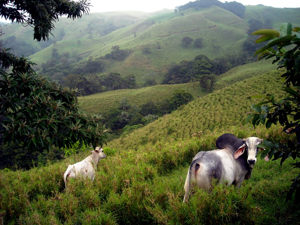 Between Monteverde and Manuel Antonio by angelac223